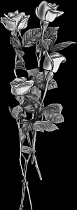 Троянда Р5