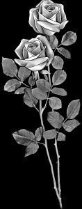 Троянда Р8